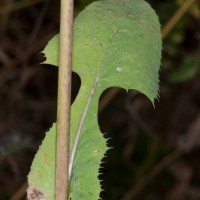 Blue-sow-thistle